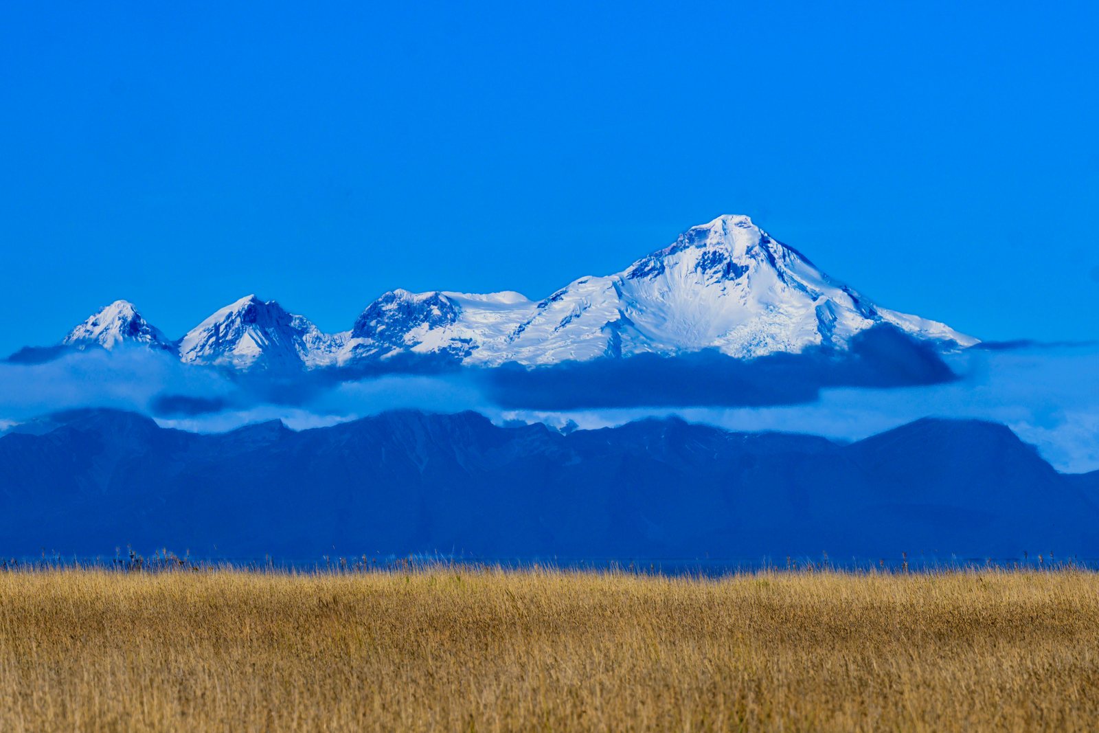 Snow peaks above a golden field, Alaska