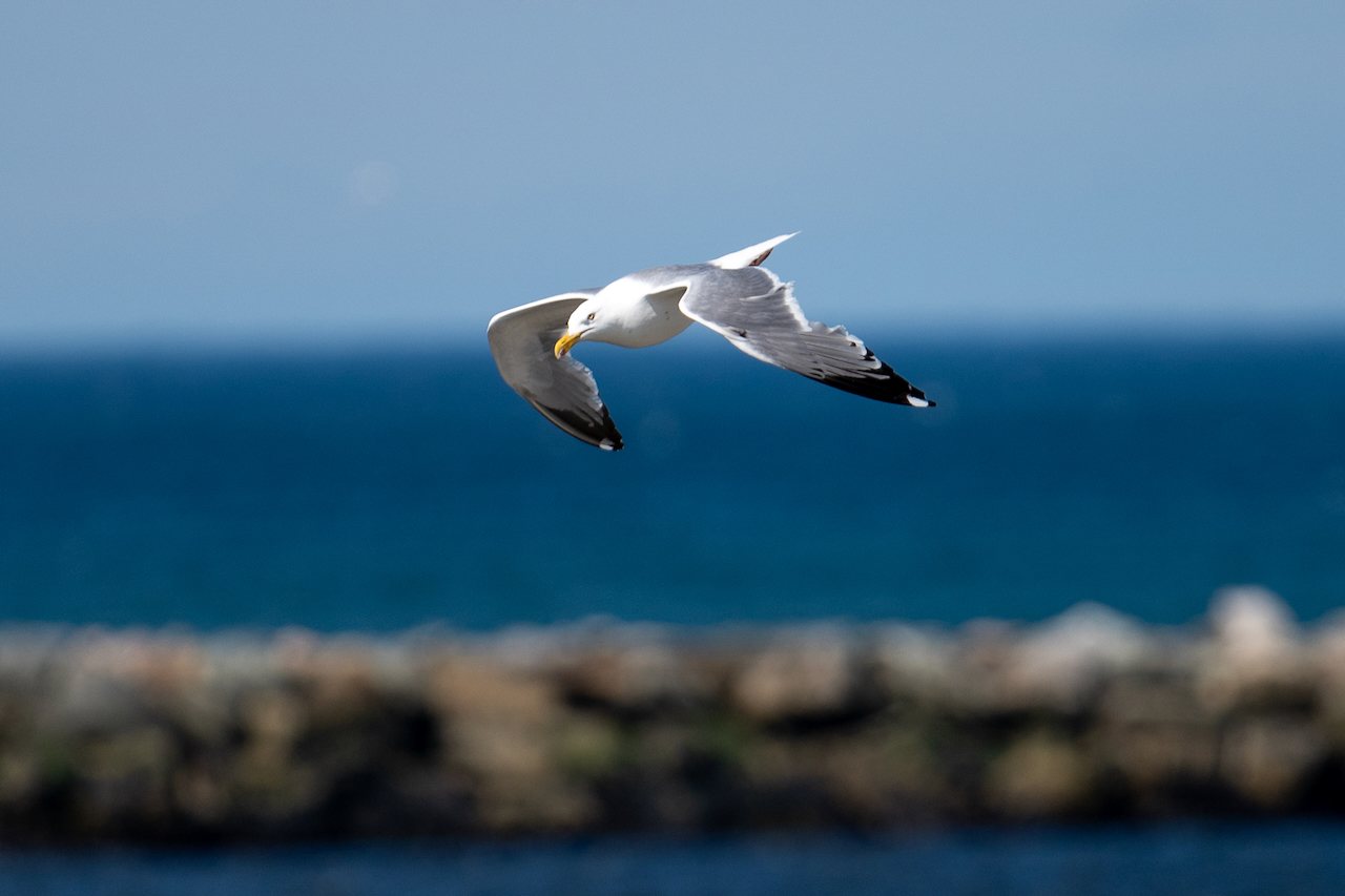 A gull over the water at Plum Island